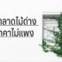 วิเคราะห์เพลงคลาสสิค 2022 การประพันธ์ดนตรีที่ไม่สมบูรณ์แบบ